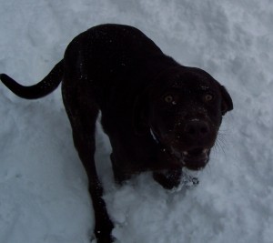 Psychotic dog meal time @meredithspidel