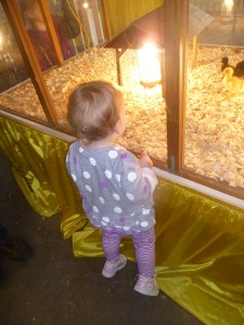 Looking at baby chicks @meredithspidel