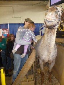 Horse at PA Farm Show @meredithspidel