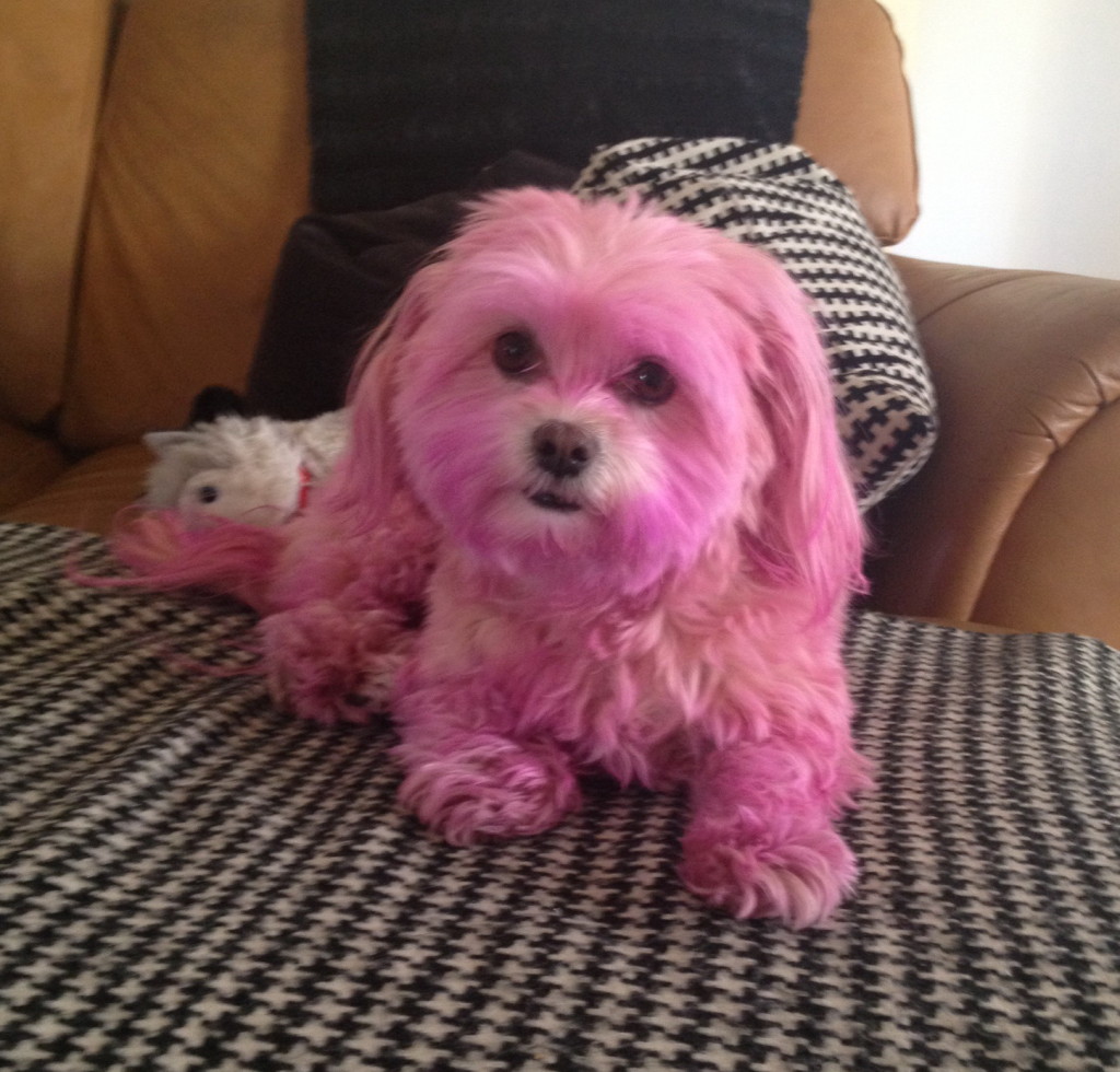 I think this sweet pup looks fabulous!