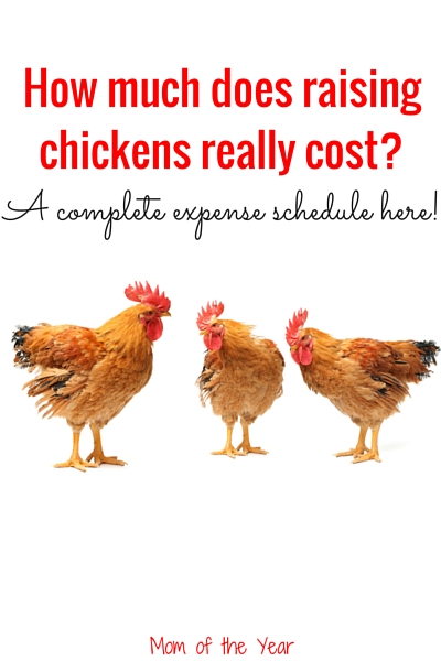 Interested in raising chickens of your own? It's less expensive than you think, and here's the break-down how-to of getting started. Follow this cost schedule and plan and you'll have your own farm-fresh eggs before you know it! Plus, check this sweet tips for saving tons of money!