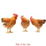 Interested in raising chickens of your own? It's less expensive than you think, and here's the break-down how-to of getting started. Follow this cost schedule and plan and you'll have your own farm-fresh eggs before you know it! Plus, check this sweet tips for saving tons of money!