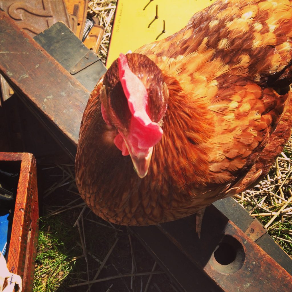 Interested in raising chickens of your own? It's less expensive than you think, and here's the break-down how-to of getting started. Follow this cost schedule and plan and you'll have your own farm-fresh eggs before you know it! Plus, check this sweet tips for saving tons of money!
