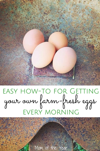 Interested in raising chickens of your own? It's less expensive than you think, and here's the break-down how-to of getting started. Follow this cost schedule and plan and you'll have your own farm-fresh eggs before you know it! Plus, check this sweet tips for saving tons of money!