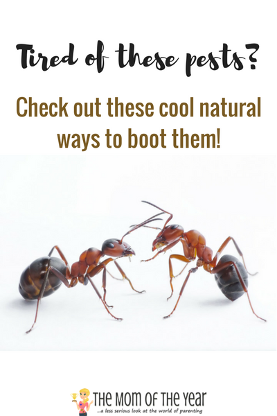 Tired of summer bugs? Check out these cool, natural ways to get rid of insects! You will love the sweet results and moreover, delight in the genius of these natural bug-repellent remedies.