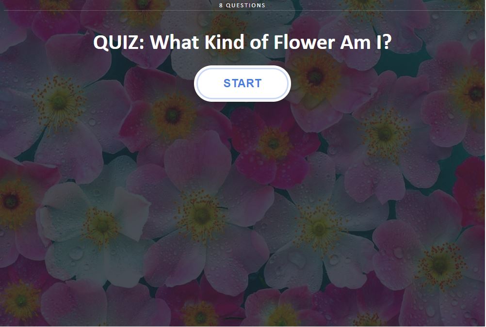 Spring and the start of summer is the perfect time to delight in all of the gorgeous flower blooms! Take a fun minute to pause and channel your inner flower child with this sweet, "What Type of Flower Are You?" quiz! And let me know what your result was--I was so suprised by mine!