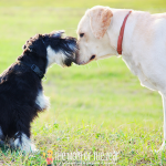 Creating a healthier pet-friendly home for our furry family members is so important! We love them so, and want what's best for our pets--make sure to take a minute to check out this important how-to to make your home safe for your fur babies!