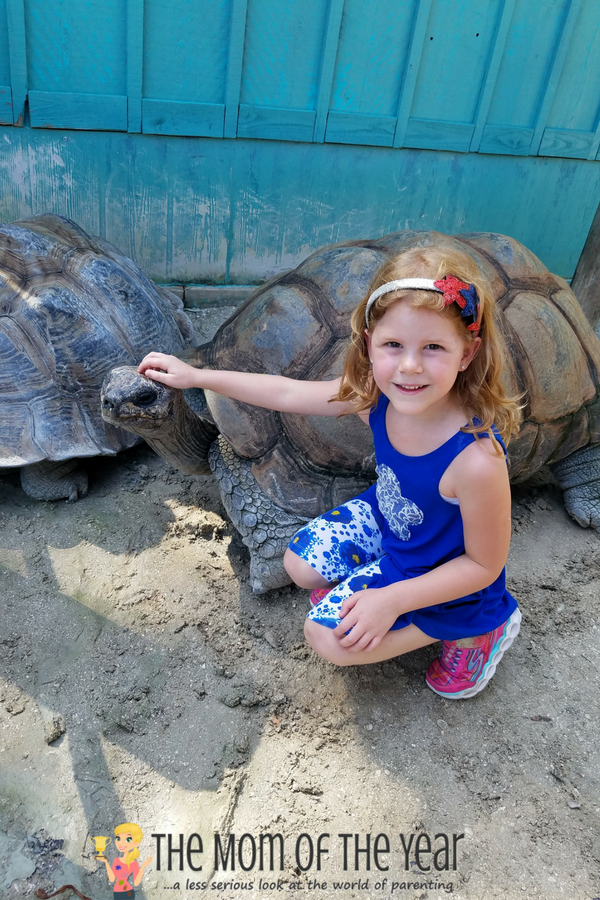 Not sure how to plan your first-time visit to Gatorland? The whole schoop you need, plus 10 super-smart tips here to help you make the most of your visit and enjoy the day! Tip #7 is genius--made our day go far more smoothly!