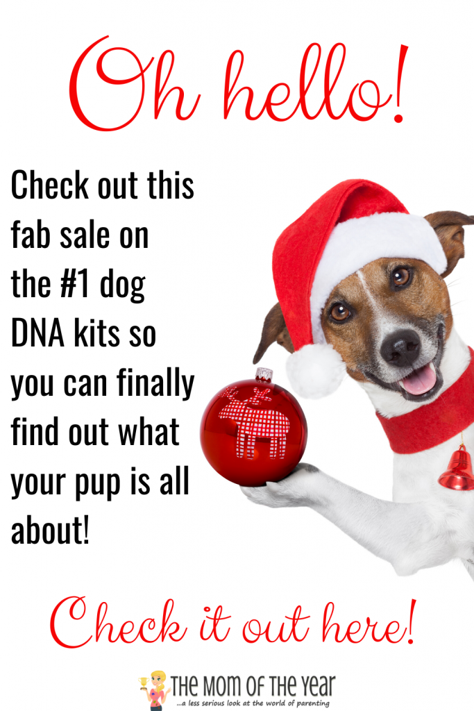 Wondering what your dog's breeding is? These increible dog DNA kits are SO eye-opening! Health indicators and genetic history included! Grab the fab sale on these kits here now!!