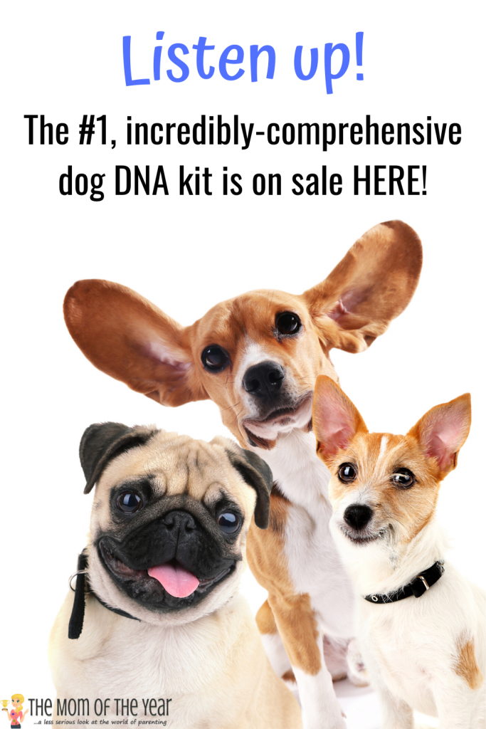 Wondering what your dog's breeding is? These incredible dog DNA kits are SO eye-opening! Health indicators and genetic history included! Grab the fab sale on these kits here now!!