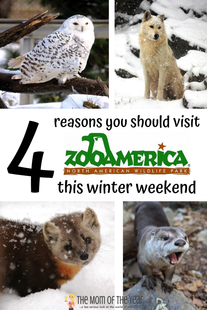 Winter is the perfect time to enjoy weekend fun at ZooAmerica! Check out all the special events and activities and get the scoop on the surprise behavior of the animals during these months!