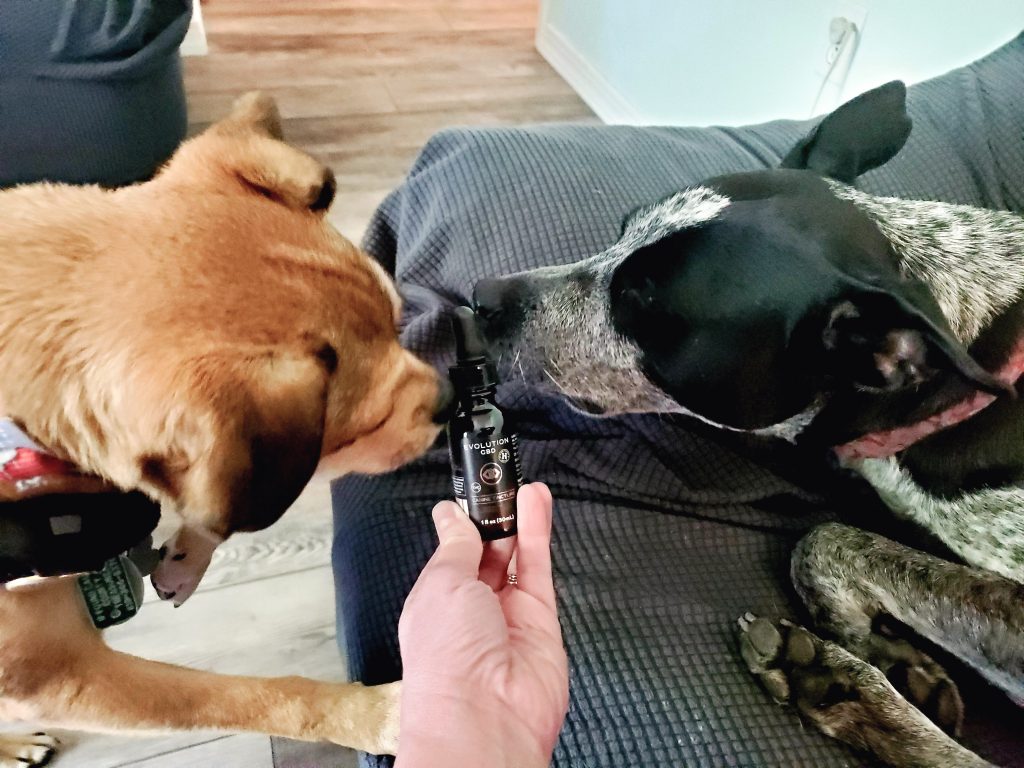 Curious if CBD can help your dog? Me too! Check out these 9 reasons why it can work so well--I was shocked!