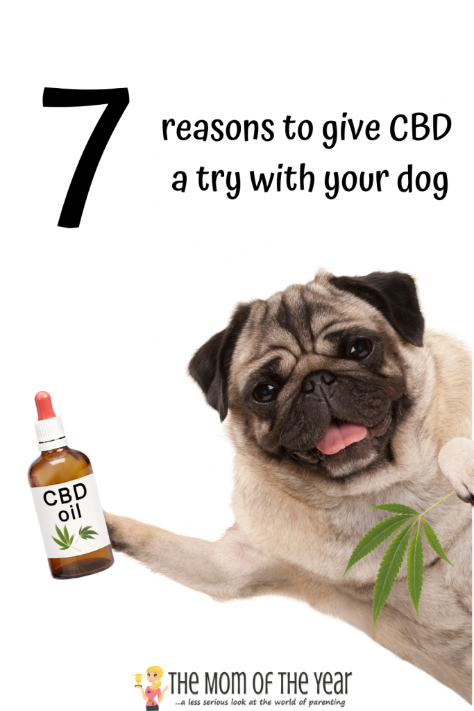 Curious if CBD can help your dog? Me too! Check out these 9 reasons why it can work so well--I was shocked!