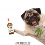 Curious if CBD can help your dog? Me too! Check out these 9 reasons why it can work so well--I was shocked!