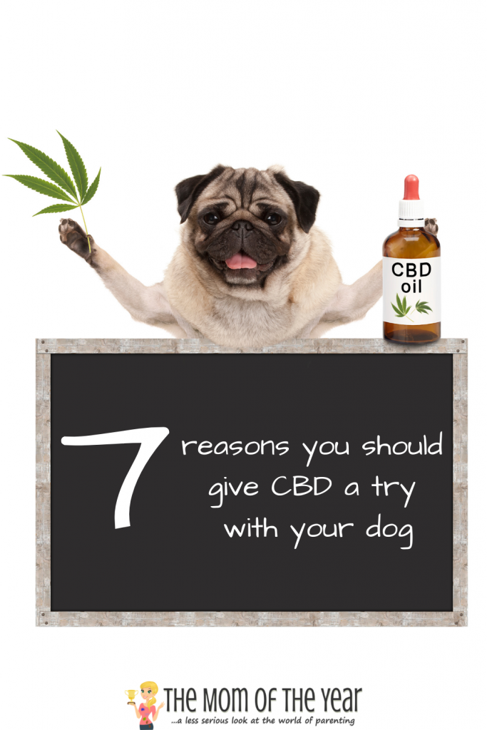 Curious if CBD can help your dog? Me too! Check out these 9 reasons why it can work so well--I was shocked!