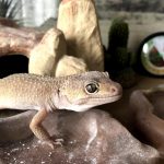 caring for a leopard gecko