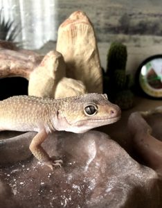 caring for a leopard gecko