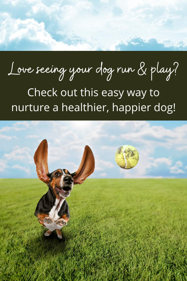 New year, new dog! Want a happier, healthier dog? Check out this smart way to keep your dog active and powering through his days!