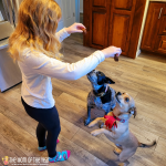 New year, new dog! Want a happier, healthier dog? Check out this smart way to keep your dog active and powering through his days!