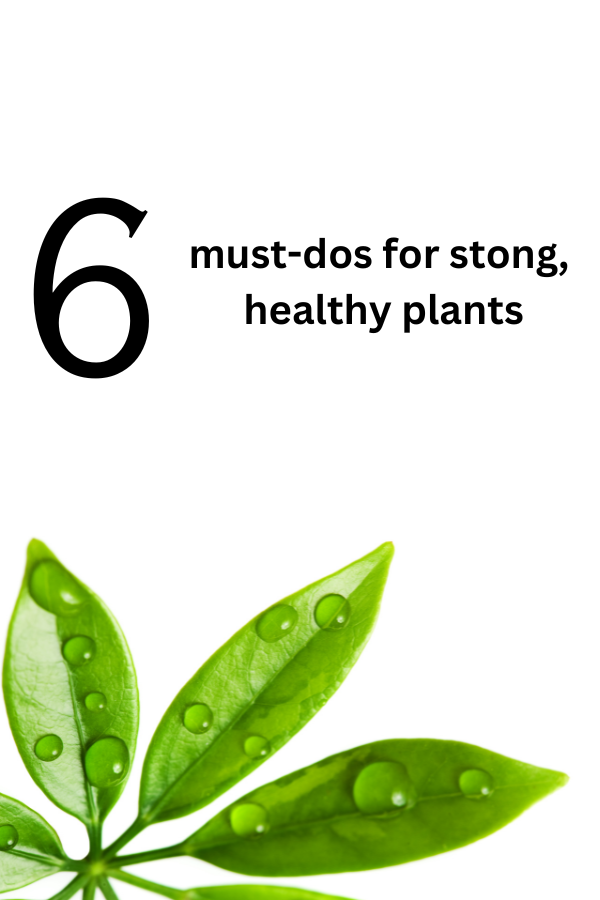 Bring on the healthy garden! Grab these 6 smart tips for strong plants that thrive!